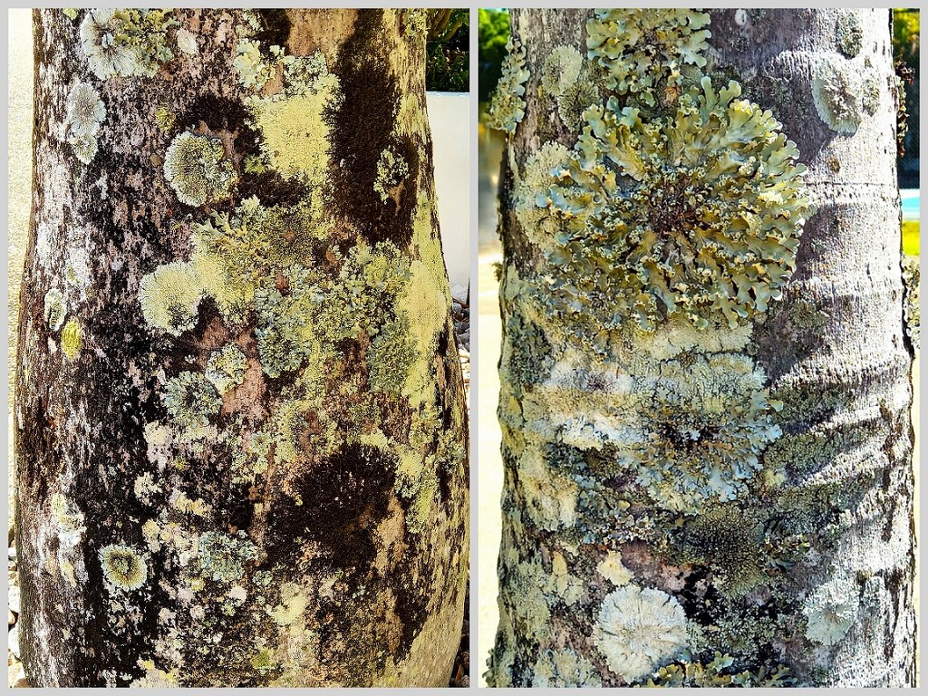  Lichen Close Up ~  by happysnaps