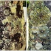  Lichen Close Up ~  by happysnaps