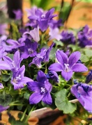 11th Mar 2023 - Tiny Petals of Purple 
