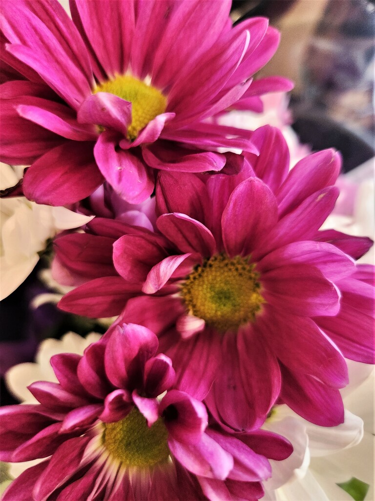 Flowers in Pink  by jo38