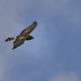 Northern Harrier by jgpittenger