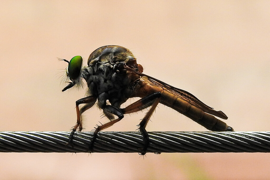Bug on the wire by jeneurell