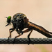 Bug on the wire by jeneurell
