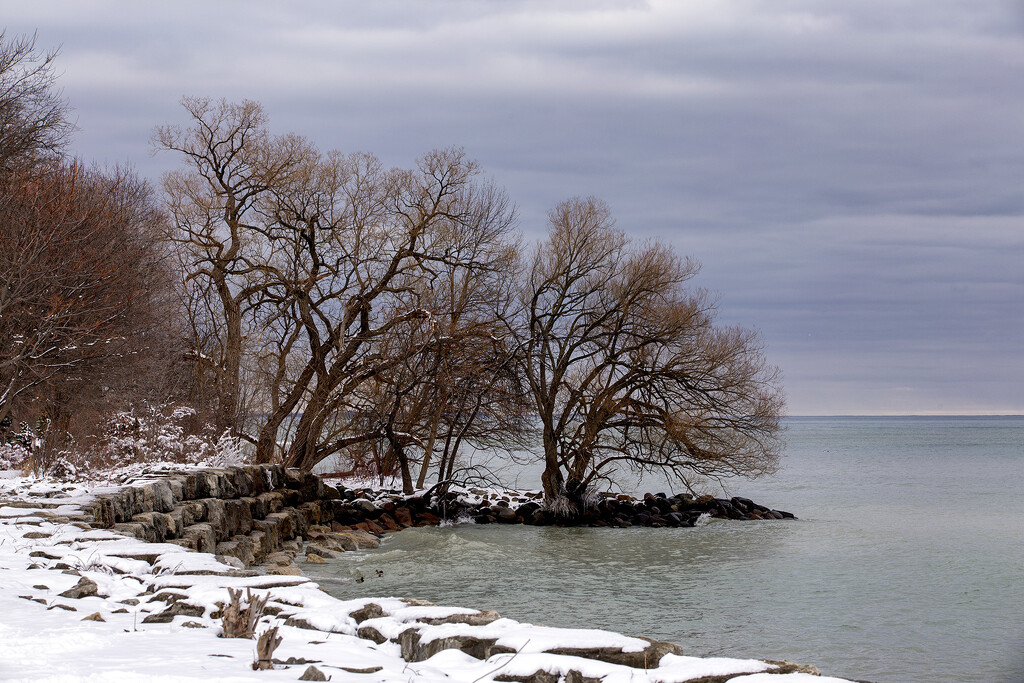 Wild Winter Trees by pdulis