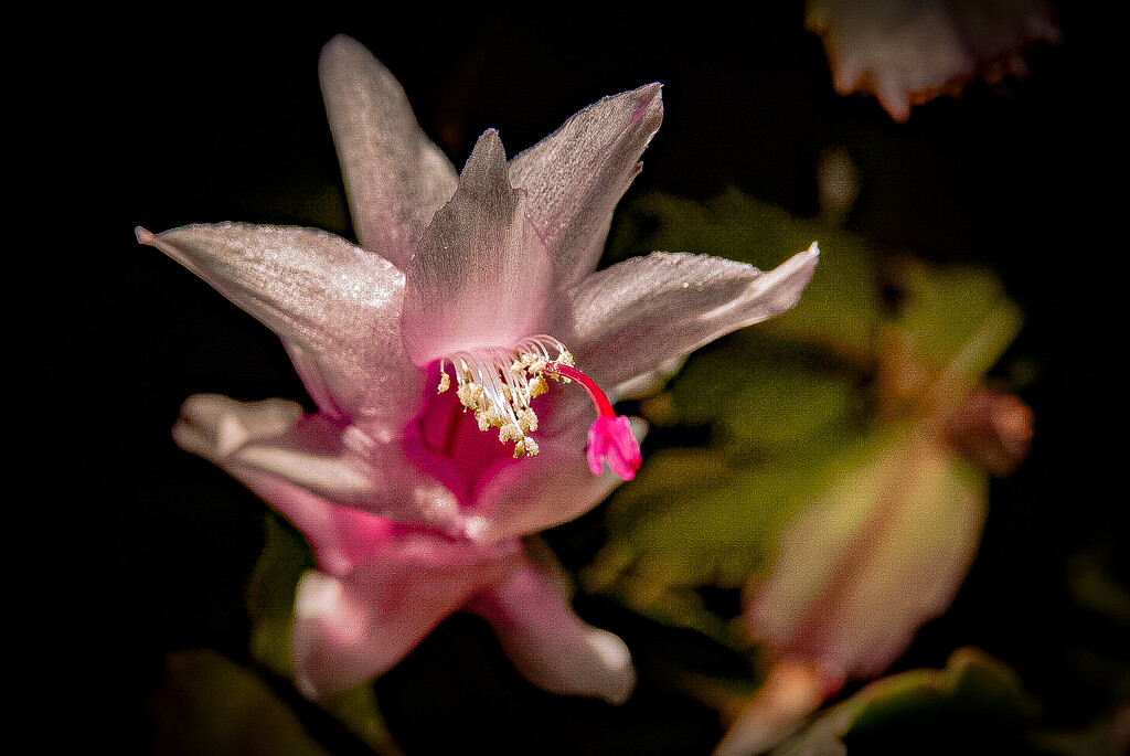 Pretty in Pink by catangus