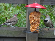 12th Mar 2023 - Northern Flickers