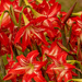 Amaryllis Flowers! by rickster549