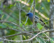8th Mar 2023 - Yellow-winged Tanager