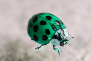 5th Mar 2023 - Green ladybug 🍀