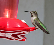 11th Mar 2023 - anna's hummingbird