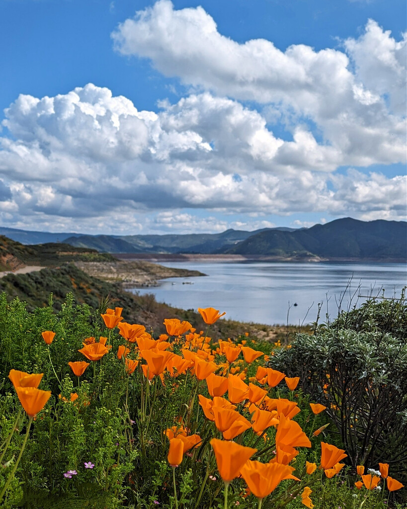 California poppies by ellene