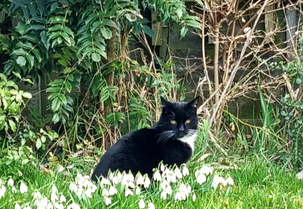 Cat in the snowdrops by julienne1