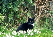 13th Mar 2023 - Cat in the snowdrops