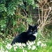 Cat in the snowdrops