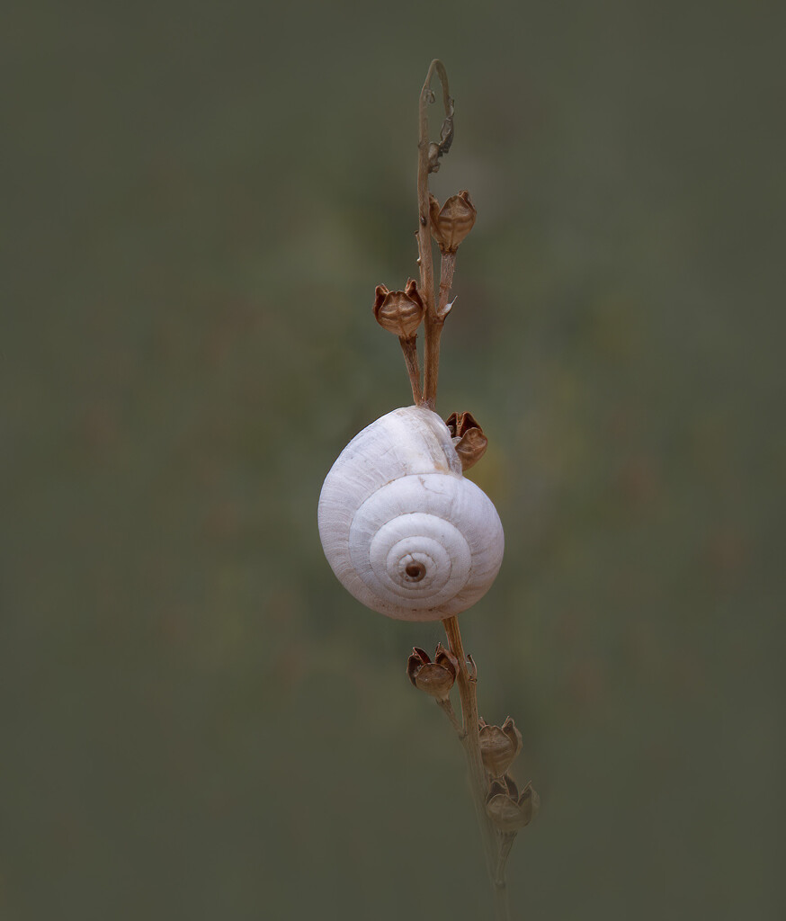 Snail by bugsy365