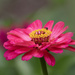 Zinnia pink! by bugsy365
