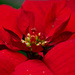 Poinsettia P6276371 by merrelyn