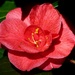 Camellia by fishers