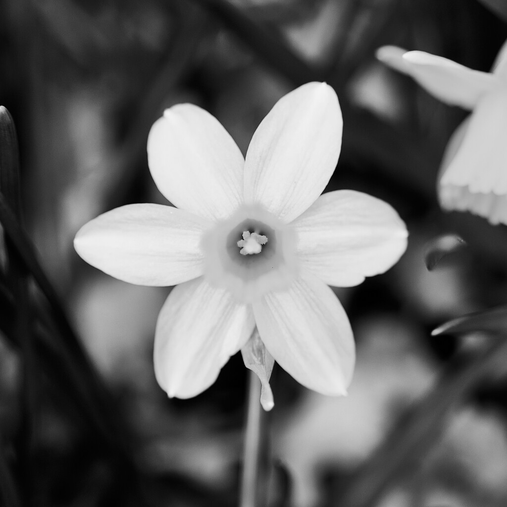 A Simple Daffodil  by onebyone