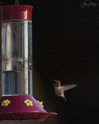 13th Mar 2023 - A Rufous Male Has Arrived  