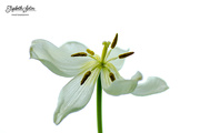 13th Mar 2023 - Open white tulip