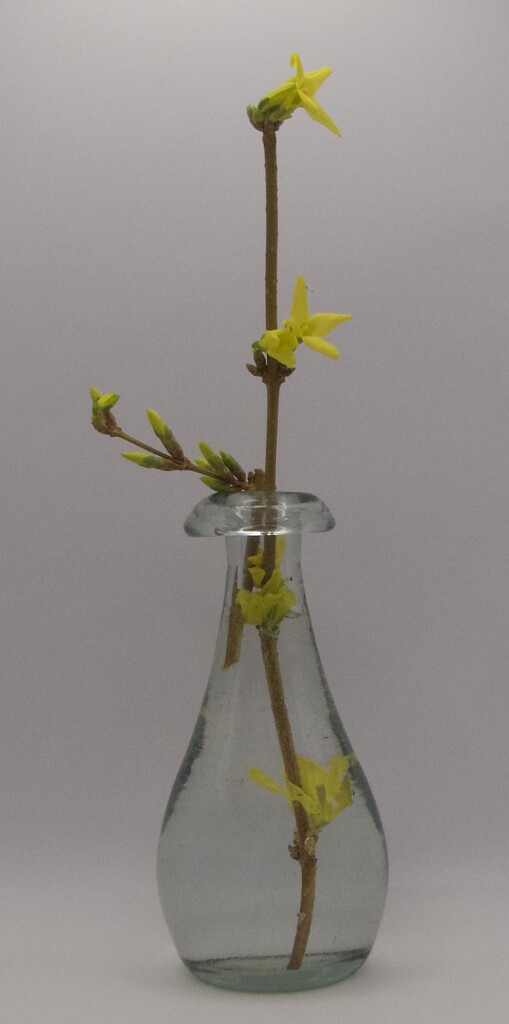 Forsythia by keeptrying