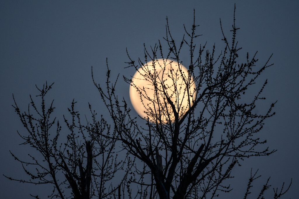 Moon Tree by kareenking