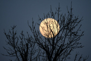 7th Mar 2023 - Moon Tree
