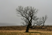 8th Mar 2023 - Leaning Tree