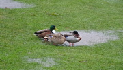 13th Mar 2023 - nice weather for ducks