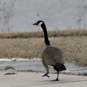 13th Mar 2023 - Canada goose
