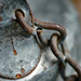 Old chain by larrysphotos