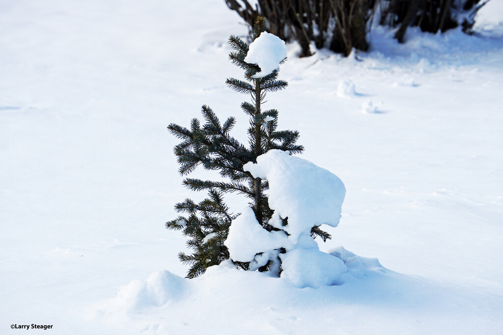 March snow by larrysphotos