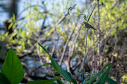 10th Mar 2023 - Marsh Bird