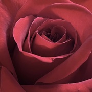 13th Mar 2023 - Rainbow Red Rose