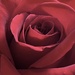 Rainbow Red Rose by genealogygenie