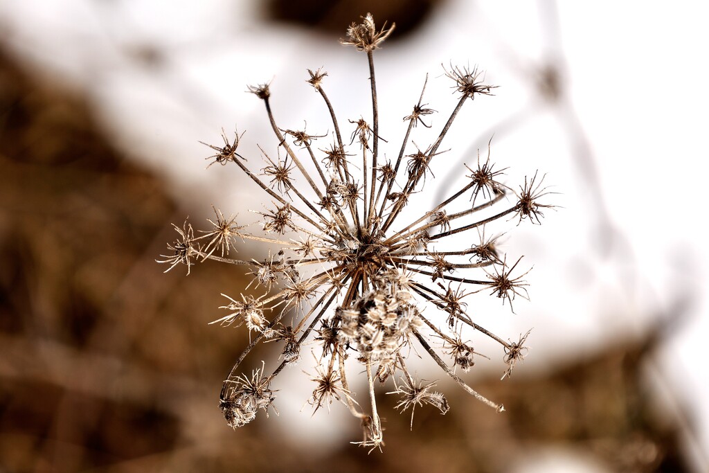 Winter Flower by corinnec