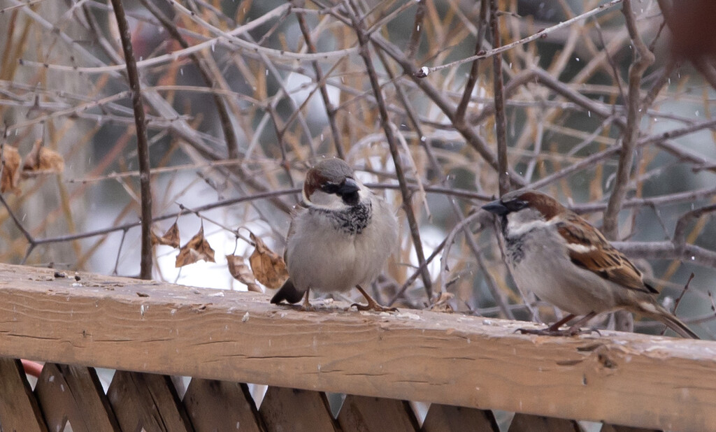 House Sparrows by pdulis