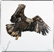 13th Mar 2023 - Fly Like an Eagle