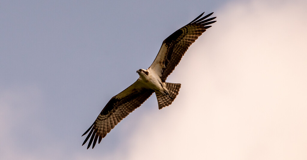 Osprey Floating Overhead! by rickster549