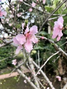 13th Mar 2023 - Cherry Blossom