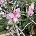 Cherry Blossom by loweygrace