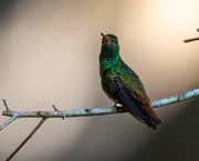 10th Mar 2023 - Rufus-tailed Hummingbird