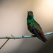 Rufus-tailed Hummingbird by nicoleweg