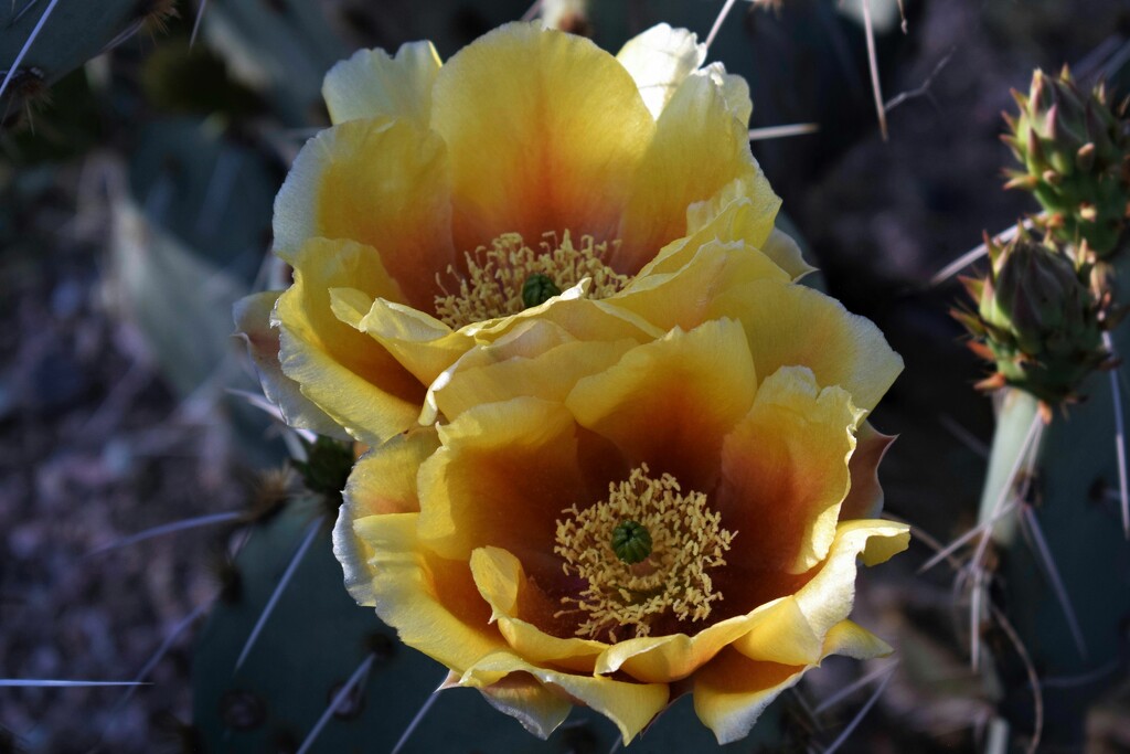 Cactus flower duo by sandlily