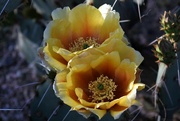 12th Mar 2023 - Cactus flower duo