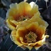 Cactus flower duo