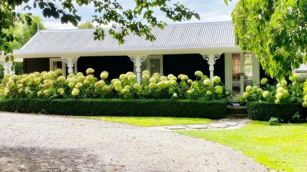 Hydrangea Heaven by maggiemae