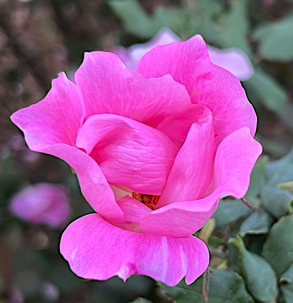 Roses are starting to bloom all over the gardens at the park by congaree