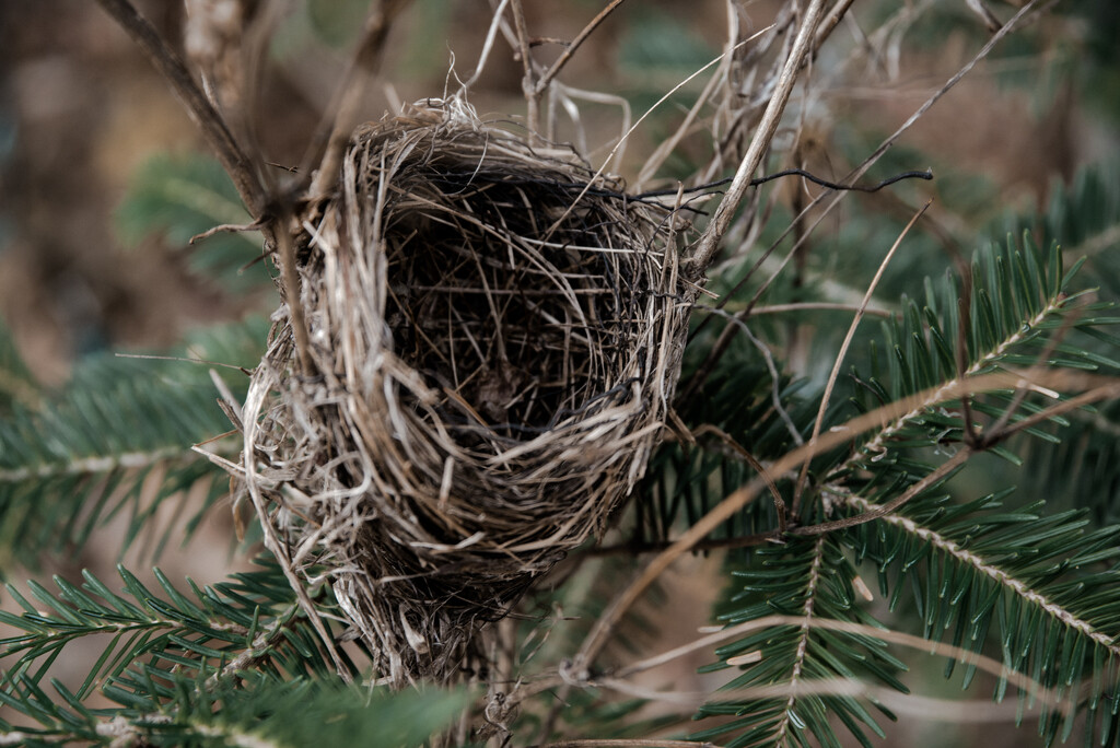 Empty Robin nest  by dawnbjohnson2